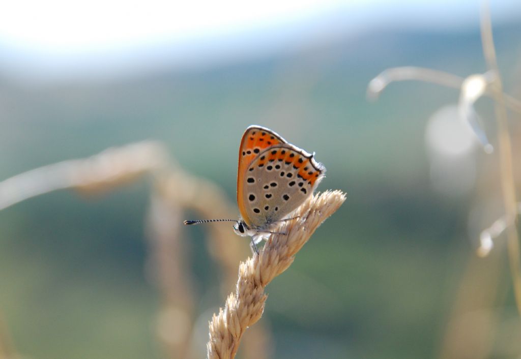 Lycaena ?